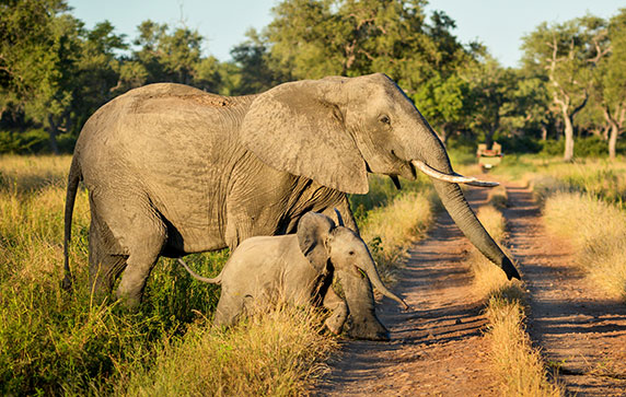 Mother and Baby Elephant Safari Africa