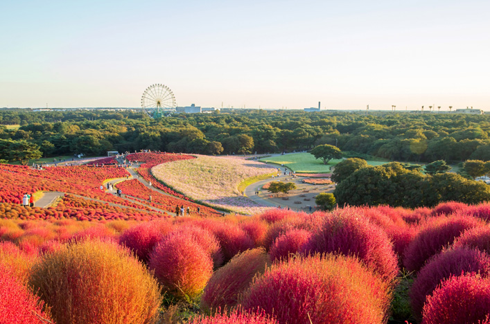 Hitachi Seaside Park Ibaraki in Japan