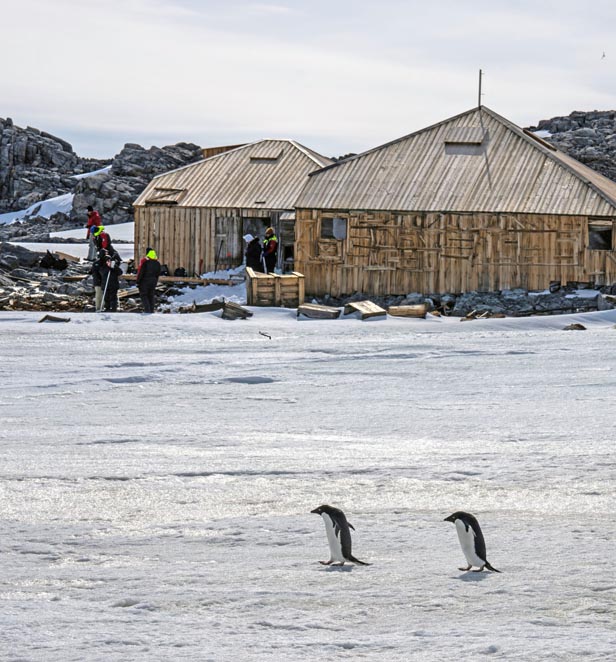 Penguins at Mawsons Huts, Cape Denison, East Antarctica