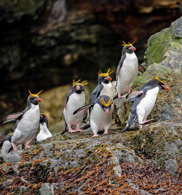 Emperor Penguins in Cooper Bay, South Georgia