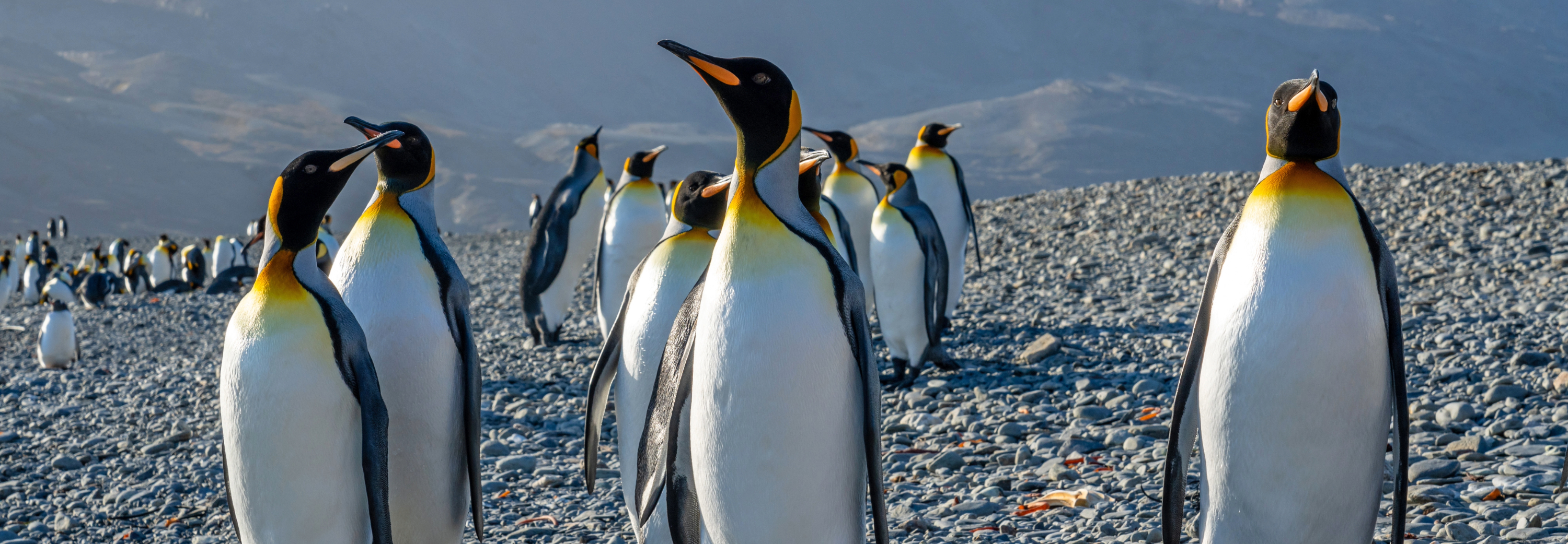 Close up of penguins in rocky setting
